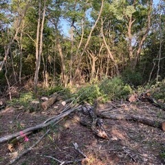 伐採木好きなだけ！薪にする方どうぞの画像