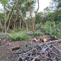 伐採木好きなだけ！薪にする方どうぞの画像