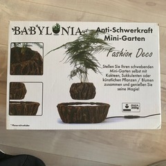 植物　鉢植え