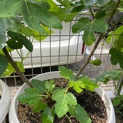 いちじく苗