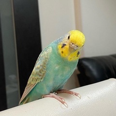 京都府宇治市羽拍子町でセキセイインコを逃してしまいした。