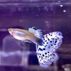 熱帯魚グッピー「アイボリーモザイク1ペア」の画像