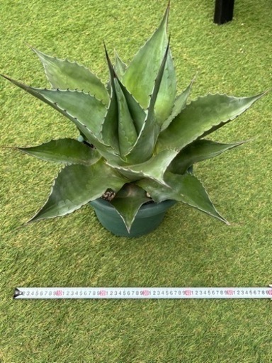 アガベ オバティフォリア