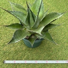 アガベ オバティフォリア