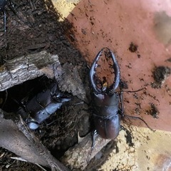 ノコギリクワガタ　8匹　♂7♀1