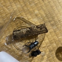 ノコギリクワガタ　8匹　♂7♀1の画像