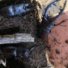 ノコギリクワガタ　8匹　♂7♀1の画像