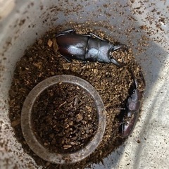 ノコギリクワガタ　8匹　♂7♀1の画像