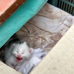 【急募】野良猫4匹里親募集※全員無事里親がみつかりました。 - 亘理郡