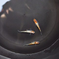 高級メダカの針子 30匹の画像