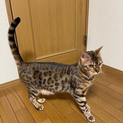 ベンガル4歳の男の子(一旦受付終了します) - 猫