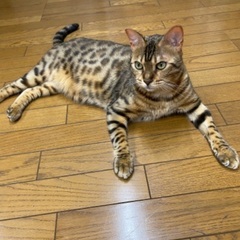 ベンガル4歳の男の子(一旦受付終了します) - 里親募集