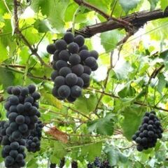 巨峰の苗！自宅で栽培・収穫をお楽しみ下さい！「巨峰の苗」　1本＝15０円。の画像
