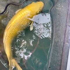 二色錦鯉45cm以上一尾 の画像