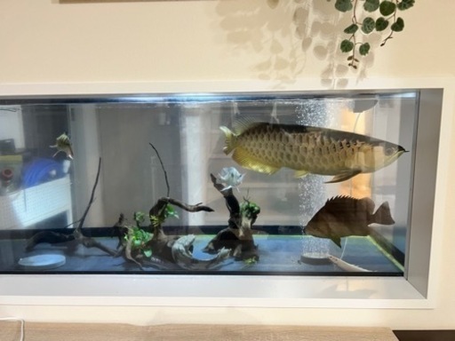 水槽の生き物全てまとめて(引き取り限定)