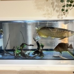 キクラモノクロス ～30cm前後｜熱帯魚