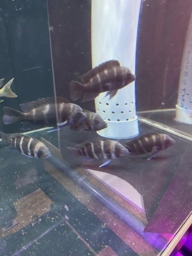 [お話中]フロントーサ 6尾まとめてお譲りします