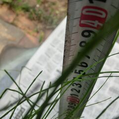 ★販売してる所が少ない★、★トクサ鉢付き、夏の日よけ、めだかの住み家（メダカ等にビオトープ）★1鉢に沢山入ってます、特徴（⭕越冬します、株分けで増やせます、グリーンが綺麗）★プロフィール必読ですの画像