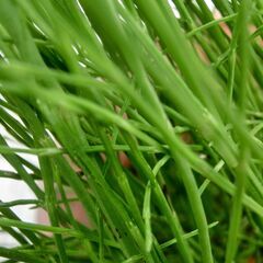 ★販売してる所が少ない★、★トクサ鉢付き、夏の日よけ、めだかの住み家（メダカ等にビオトープ）★1鉢に沢山入ってます、特徴（⭕越冬します、株分けで増やせます、グリーンが綺麗）★プロフィール必読ですの画像