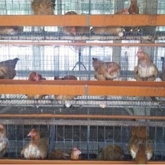 【住み込み】養鶏場でタマゴの仕分け【御坊駅】の画像