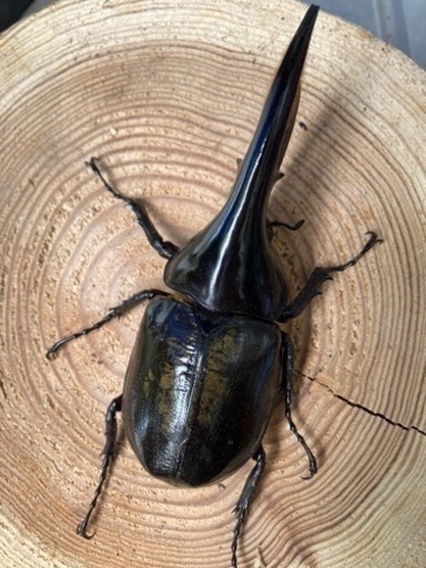 ヘラクレスオオカブト3匹セット