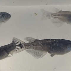 【決まりました】めだか　ブラックダイヤ（選外）8匹の画像