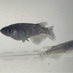 【決まりました】めだか　ブラックダイヤ（選外）8匹の画像