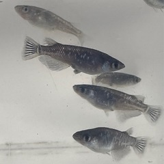 【決まりました】めだか　ブラックダイヤ（選外）8匹の画像