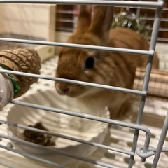 ネザーランド　0歳