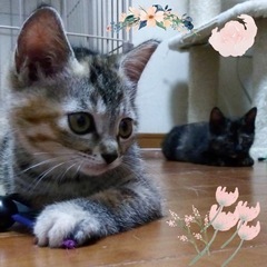 パチクリタレ目の可愛い姉妹🐈エルちゃんルルちゃん