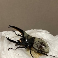 グラントシロカブト　成虫ペアの画像