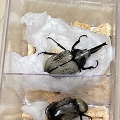 グラントシロカブト　成虫ペアの画像