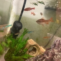熱帯魚差し上げます。チェリーバルブ、アカヒレなど