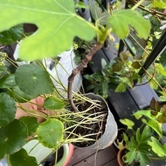 イチジク ブラウンターキーの画像