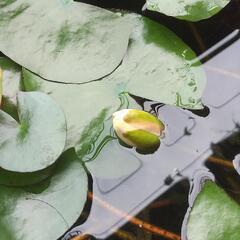 姫花ハス　黄色かピンク花　１株　植物　の画像