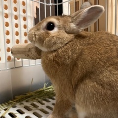 ネザーランドドワーフ（2才♀）避妊手術済み（里親決まりました） - 鎌倉市