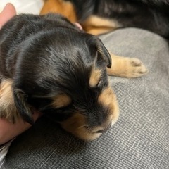 ダックスの仔犬です。里親決まりました