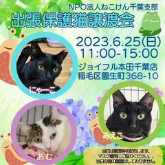 😸ねこけん千葉支部出張譲渡会開催します🙇‍♀️⤵️