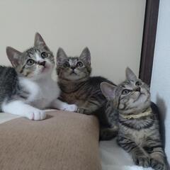 😸ねこけん千葉支部出張譲渡会開催します🙇‍♀️⤵️ - イベント