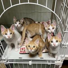 😸ねこけん千葉支部出張譲渡会開催します🙇‍♀️⤵️ - 千葉市