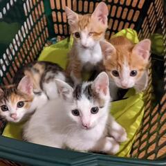 😸ねこけん千葉支部出張譲渡会開催します🙇‍♀️⤵️ − 千葉県