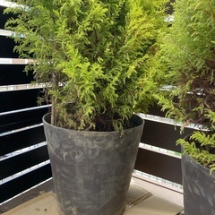 （無料）コニファー　ゴールドクレスト 2本の画像