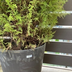 （無料）コニファー　ゴールドクレスト 2本の画像