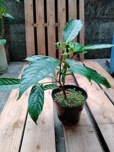 イランイラン苗木　発蕾中の苗　挿木苗　香りを楽しむ観葉植物
