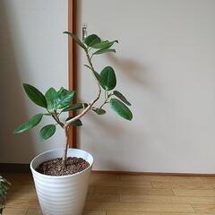 【#005】ゴムの木(植物のみ)