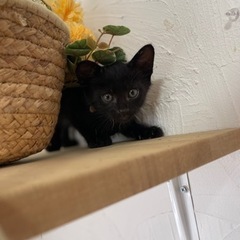【お話中】7/23(日)小倉南区譲渡会🍀🐾真っ黒子猫　甘えん坊の男の子🐾 - 北九州市