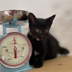 【お話中】7/23(日)小倉南区譲渡会🍀🐾真っ黒子猫　甘えん坊の男の子🐾の画像