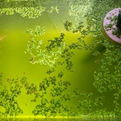 青浮草