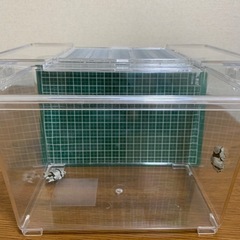 （ありがとうごいました）安心サイズ　ミルキーフロッグ　