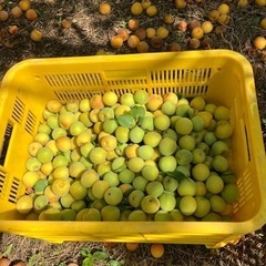 無農薬　　南高梅の画像